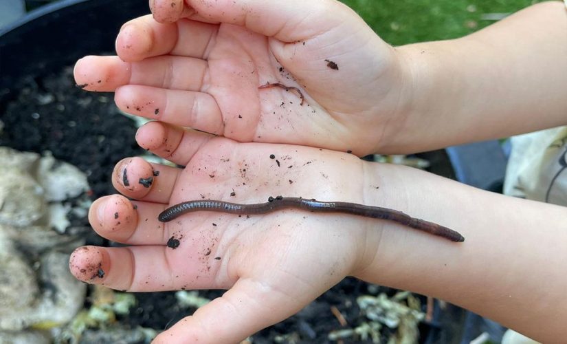 Our New Worm Farm Is A Wriggly Big Hit At Rose Bay - Ballykin Early  Learning Centres